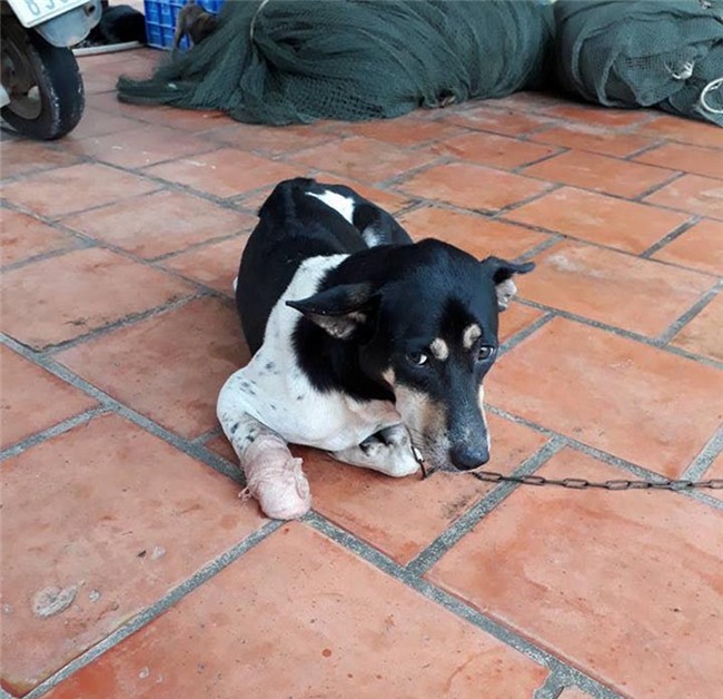 Chặt chân chó, Người phụ nữ chặt chân chó, Phú Quốc