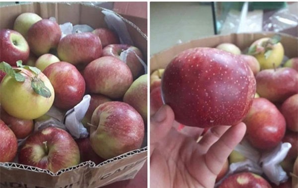 táo Trung Quốc, táo Tàu, hoa quả Trung Quốc, hoa quả nhập ngoại, hàng Trung Quốc, táo đá Trung Quốc