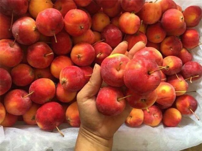 táo Trung Quốc, táo Tàu, hoa quả Trung Quốc, hoa quả nhập ngoại, hàng Trung Quốc, táo đá Trung Quốc