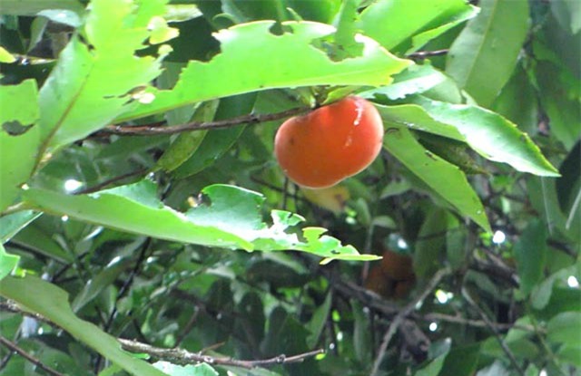 siêu cây tiền tỷ, cây cổ thụ, cây cảnh tiền tỷ, cây cảnh