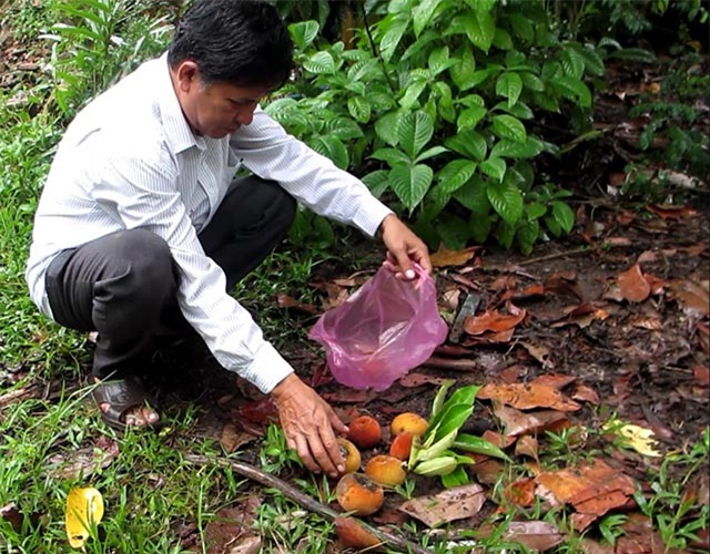 siêu cây tiền tỷ, cây cổ thụ, cây cảnh tiền tỷ, cây cảnh