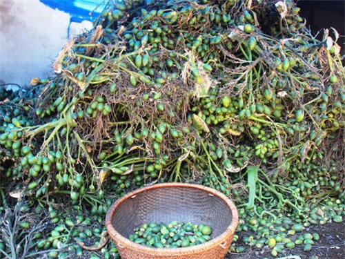 thương lái Trung Quốc, thu mua, thương lái