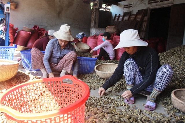 thương lái Trung Quốc, thu mua, thương lái