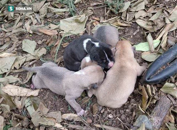 Bị trói vào cây, bỏ đói suýt chết, chú chó vẫn không quên bảo vệ thứ quý giá này - Ảnh 1.