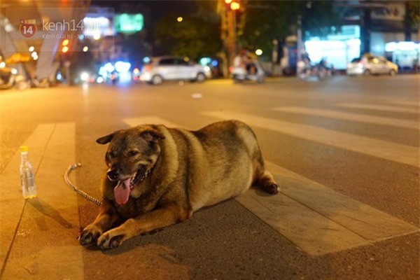 Chú chó gây sốt mạng xã hội Việt vì thân hình siêu béo - Ảnh 5.