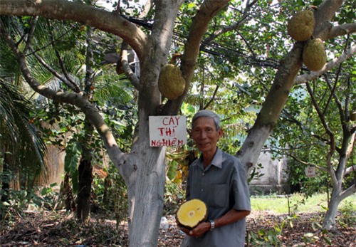 lam giau o nong thon: chi trong 100 cay mit khong hat, thu 1 ty/nam hinh anh 1