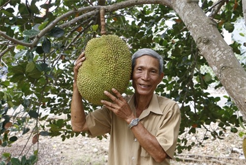 lam giau o nong thon: chi trong 100 cay mit khong hat, thu 1 ty/nam hinh anh 2