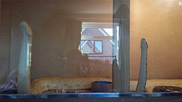 Thích nuôi trăn rắn trong nhà, người đàn ông không ngờ cái kết bi thảm lại xảy đến với mình - Ảnh 4.