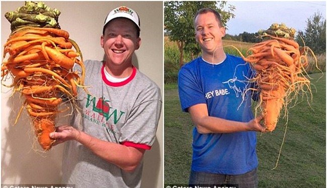 Kinh ngạc củ cà rốt có hình dáng kì dị phá kỷ lục thế giới - Ảnh 1.