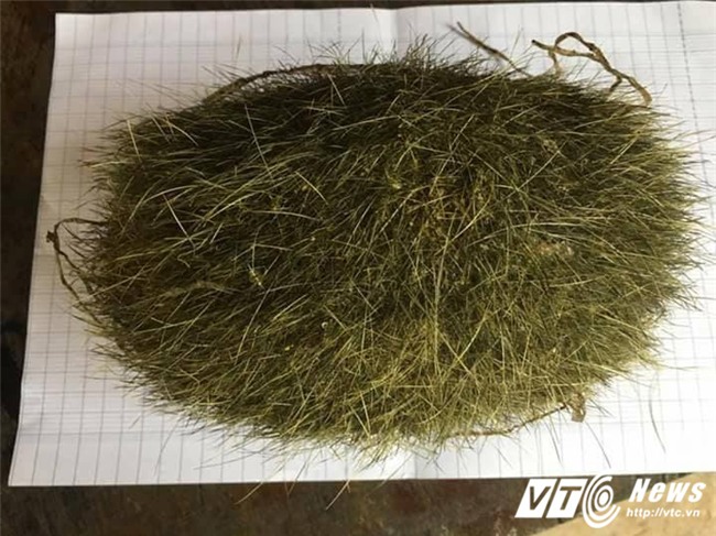 trư sa, cát lợn, trư cát, Vật thể lạ, bao tử lợn, cát lợn tiền tỷ