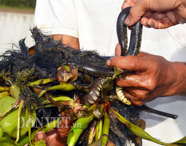 nuôi rắn,mãng xà