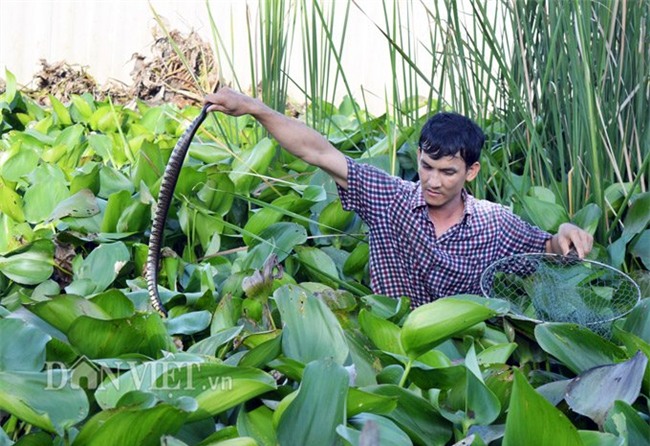 nuôi rắn,mãng xà