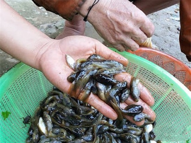 gà chín cựa, đặc sản nhà giàu, cá kho Vũ Đại, nấm mối