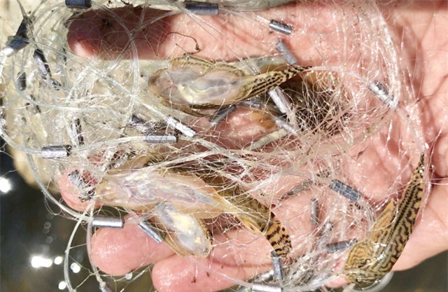 gà chín cựa, đặc sản nhà giàu, cá kho Vũ Đại, nấm mối