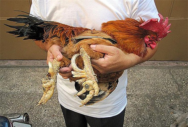 gà chín cựa, đặc sản nhà giàu, cá kho Vũ Đại, nấm mối