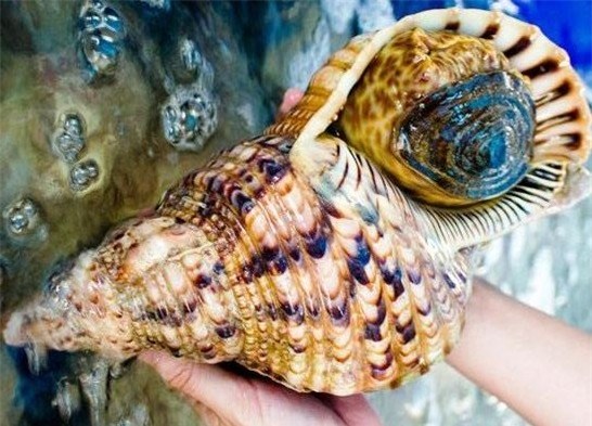ốc hoàng hậu, ốc biển, đặc sản nhà giàu, hải sản biển
