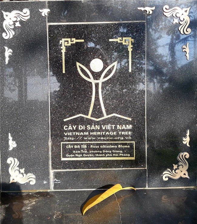 den xem cay da co thu 13 goc lon nhat viet nam tren 300 nam tuoi hinh anh 10