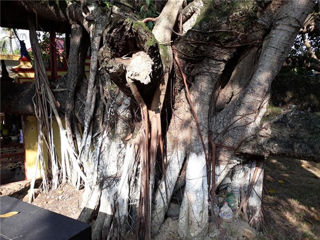 den xem cay da co thu 13 goc lon nhat viet nam tren 300 nam tuoi hinh anh 3