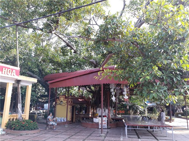 den xem cay da co thu 13 goc lon nhat viet nam tren 300 nam tuoi hinh anh 4