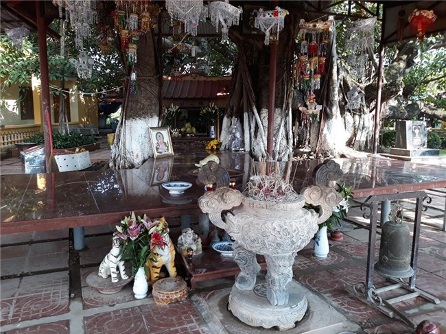 den xem cay da co thu 13 goc lon nhat viet nam tren 300 nam tuoi hinh anh 7