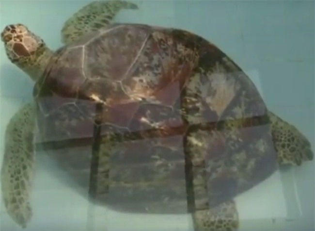 Thấy con rùa không thể bơi dưới nước, các bác sĩ siêu âm và phát hiện sự thật đáng sợ - Ảnh 1.