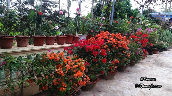 vuon hoa hong rong hon 1000m² cua co con dau khien me chong kho tinh cung phai yeu - 3