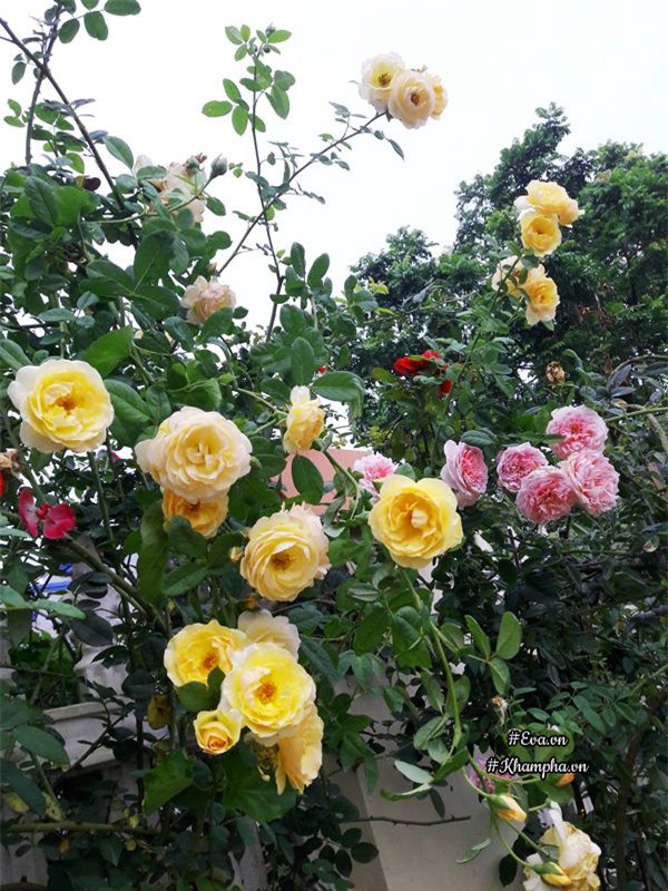 vuon hoa hong rong hon 1000m² cua co con dau khien me chong kho tinh cung phai yeu - 4