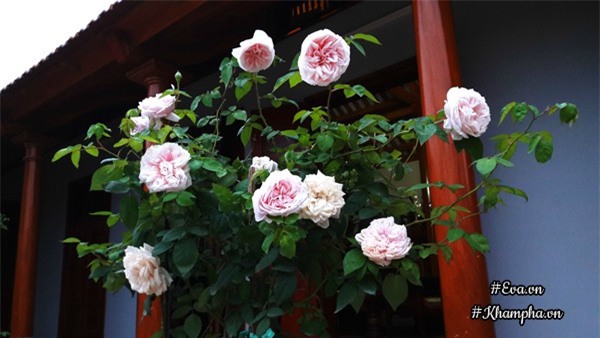 vuon hoa hong rong hon 1000m² cua co con dau khien me chong kho tinh cung phai yeu - 7