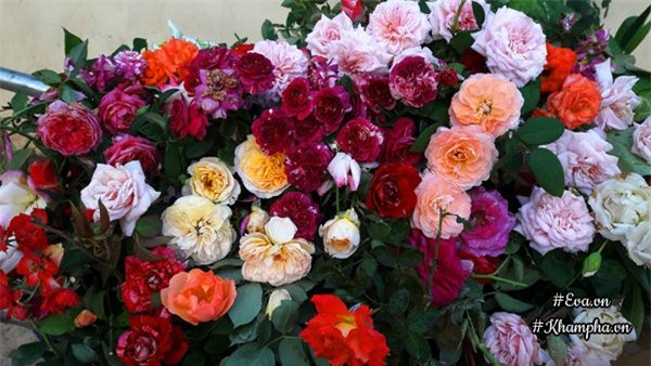 vuon hoa hong rong hon 1000m² cua co con dau khien me chong kho tinh cung phai yeu - 15