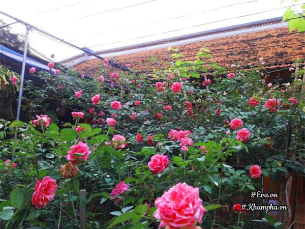 vuon hoa hong rong hon 1000m² cua co con dau khien me chong kho tinh cung phai yeu - 8