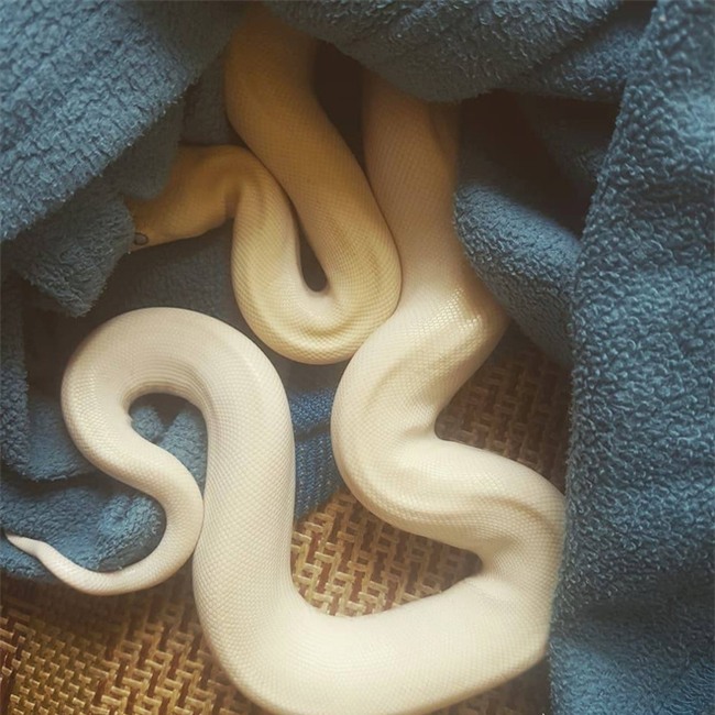 Hải Phòng: Bố mẹ nuôi trăn làm thú cưng, con trai 8 tuổi cứ tối đến là bế lên giường ngủ - Ảnh 10.