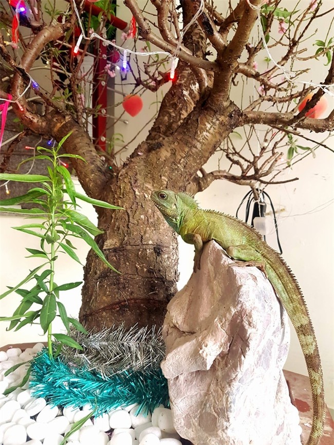 Hải Phòng: Bố mẹ nuôi trăn làm thú cưng, con trai 8 tuổi cứ tối đến là bế lên giường ngủ - Ảnh 8.