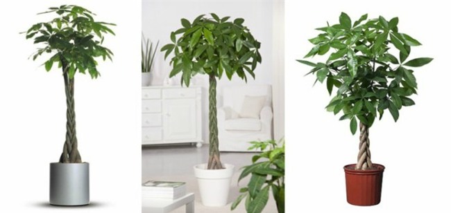 trong cay kim ngan vua dep, vua don va giu tai loc day nha - 2