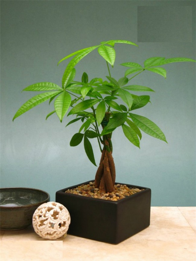 trong cay kim ngan vua dep, vua don va giu tai loc day nha - 6