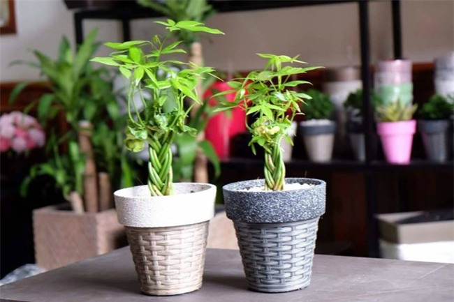 trong cay kim ngan vua dep, vua don va giu tai loc day nha - 7