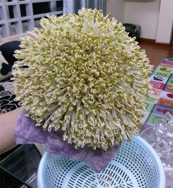 lam-gia-dau-xanh-tai-nha