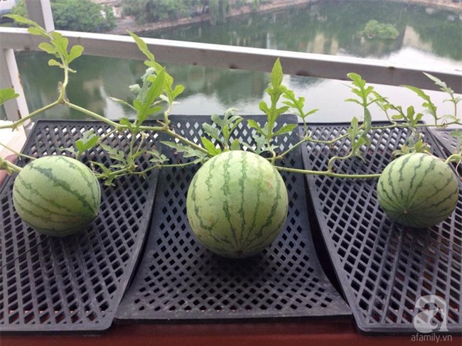 Khu vườn vỏn vẻn 5m² trên ban công nhà phố nhưng như một trang trại rau quả sạch giữa lòng Thủ Đô - Ảnh 10.