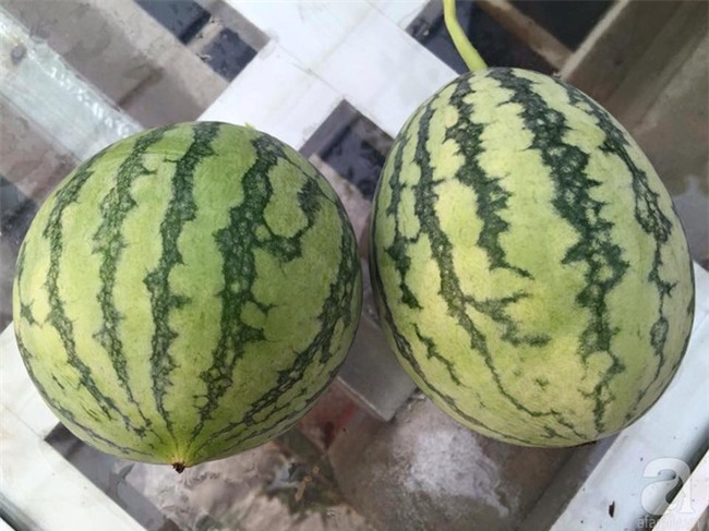 Khu vườn vỏn vẻn 5m² trên ban công nhà phố nhưng như một trang trại rau quả sạch giữa lòng Thủ Đô - Ảnh 12.