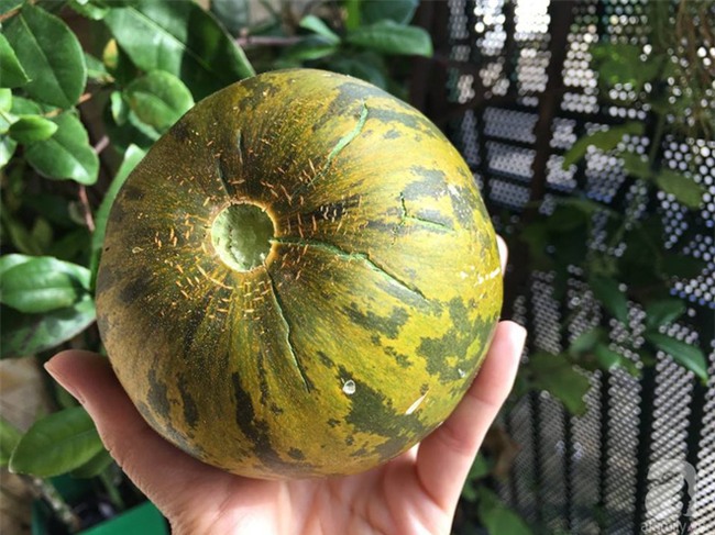 Khu vườn vỏn vẻn 5m² trên ban công nhà phố nhưng như một trang trại rau quả sạch giữa lòng Thủ Đô - Ảnh 14.