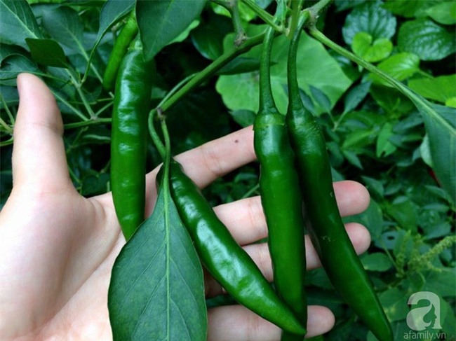 Khu vườn vỏn vẻn 5m² trên ban công nhà phố nhưng như một trang trại rau quả sạch giữa lòng Thủ Đô - Ảnh 15.