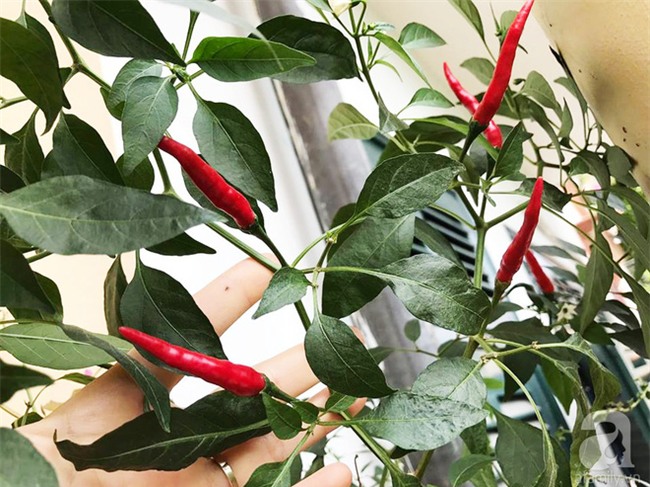 Khu vườn vỏn vẻn 5m² trên ban công nhà phố nhưng như một trang trại rau quả sạch giữa lòng Thủ Đô - Ảnh 16.