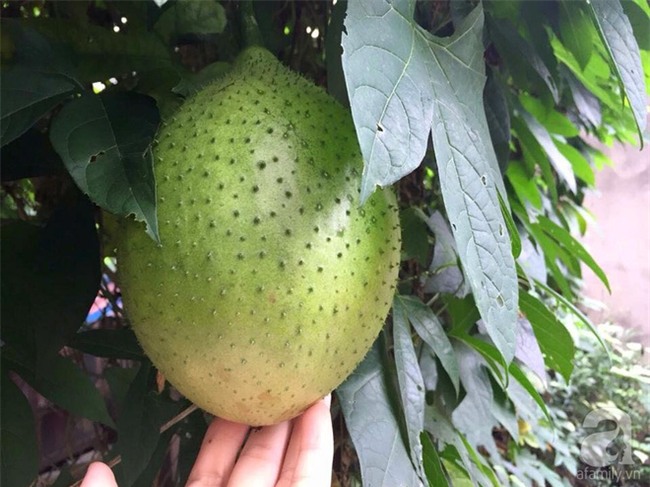 Khu vườn vỏn vẻn 5m² trên ban công nhà phố nhưng như một trang trại rau quả sạch giữa lòng Thủ Đô - Ảnh 17.