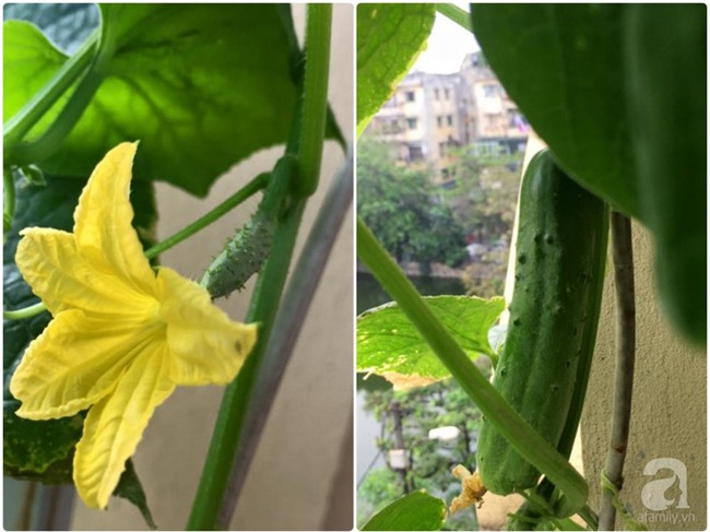 Khu vườn vỏn vẻn 5m² trên ban công nhà phố nhưng như một trang trại rau quả sạch giữa lòng Thủ Đô - Ảnh 20.