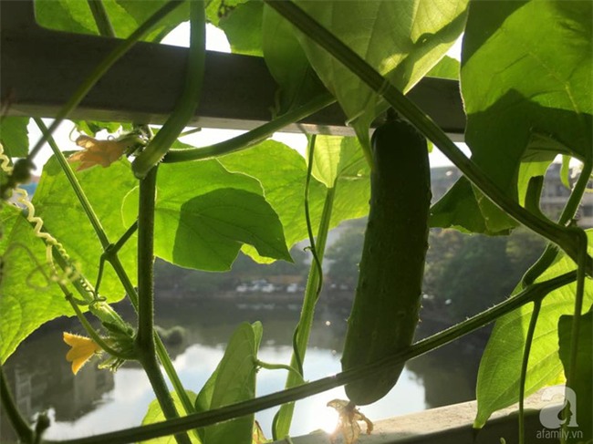 Khu vườn vỏn vẻn 5m² trên ban công nhà phố nhưng như một trang trại rau quả sạch giữa lòng Thủ Đô - Ảnh 21.