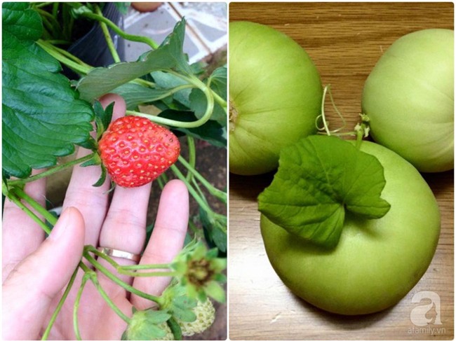 Khu vườn vỏn vẻn 5m² trên ban công nhà phố nhưng như một trang trại rau quả sạch giữa lòng Thủ Đô - Ảnh 24.