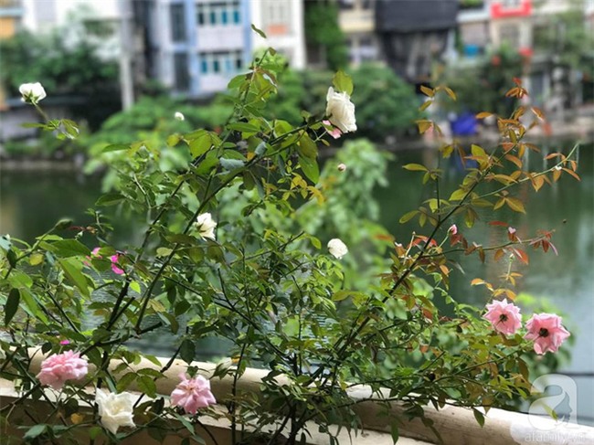 Khu vườn vỏn vẻn 5m² trên ban công nhà phố nhưng như một trang trại rau quả sạch giữa lòng Thủ Đô - Ảnh 29.