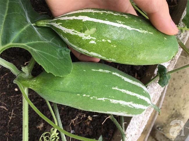 Khu vườn vỏn vẻn 5m² trên ban công nhà phố nhưng như một trang trại rau quả sạch giữa lòng Thủ Đô - Ảnh 5.
