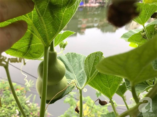 Khu vườn vỏn vẻn 5m² trên ban công nhà phố nhưng như một trang trại rau quả sạch giữa lòng Thủ Đô - Ảnh 7.