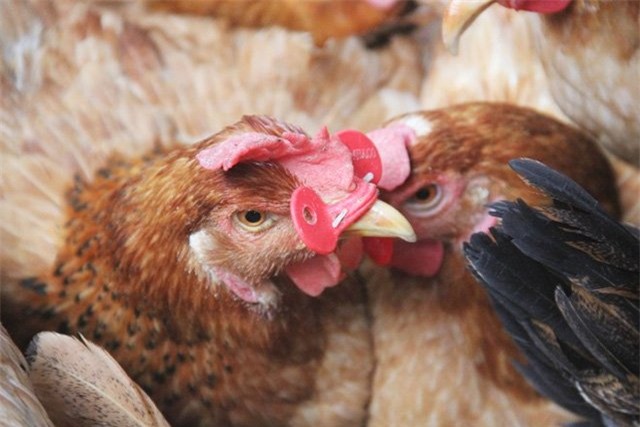 tỷ phú nông dân, làm giàu,