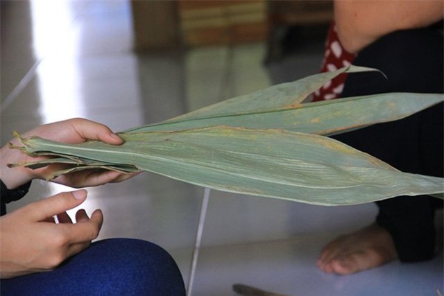 tỷ phú nông dân, làm giàu,